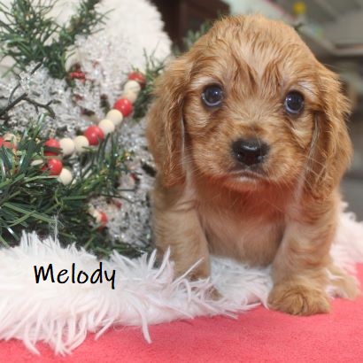 puppy, for, sale, Cockilear, Joe & Cherri  Overlease, dog, breeder, Miller, MO, dog-breeder, puppy-for-sale, forsale, nearby, find, puppyfind, locator, puppylocator, aca